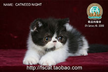 CATNEED NIGHT CAFE