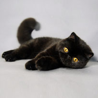 CH ONE-MORE-CAT BLACK CYCLONE