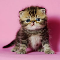 CATNEED BOSCO