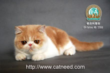 CATNEED HOLLIPA