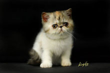 CATNEED NANA