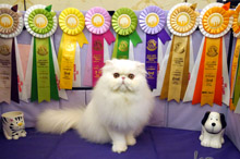 Beckham to kitten show 0223