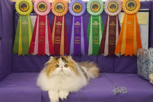 Silly to kitten show 0412