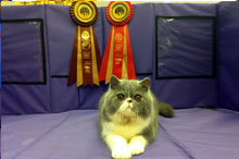 Edenduc to kitten show