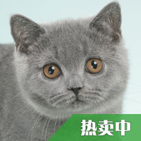 出售中蓝猫—英短妹妹