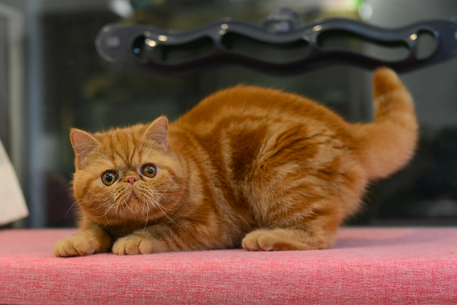 CATNEED  QuanQuan