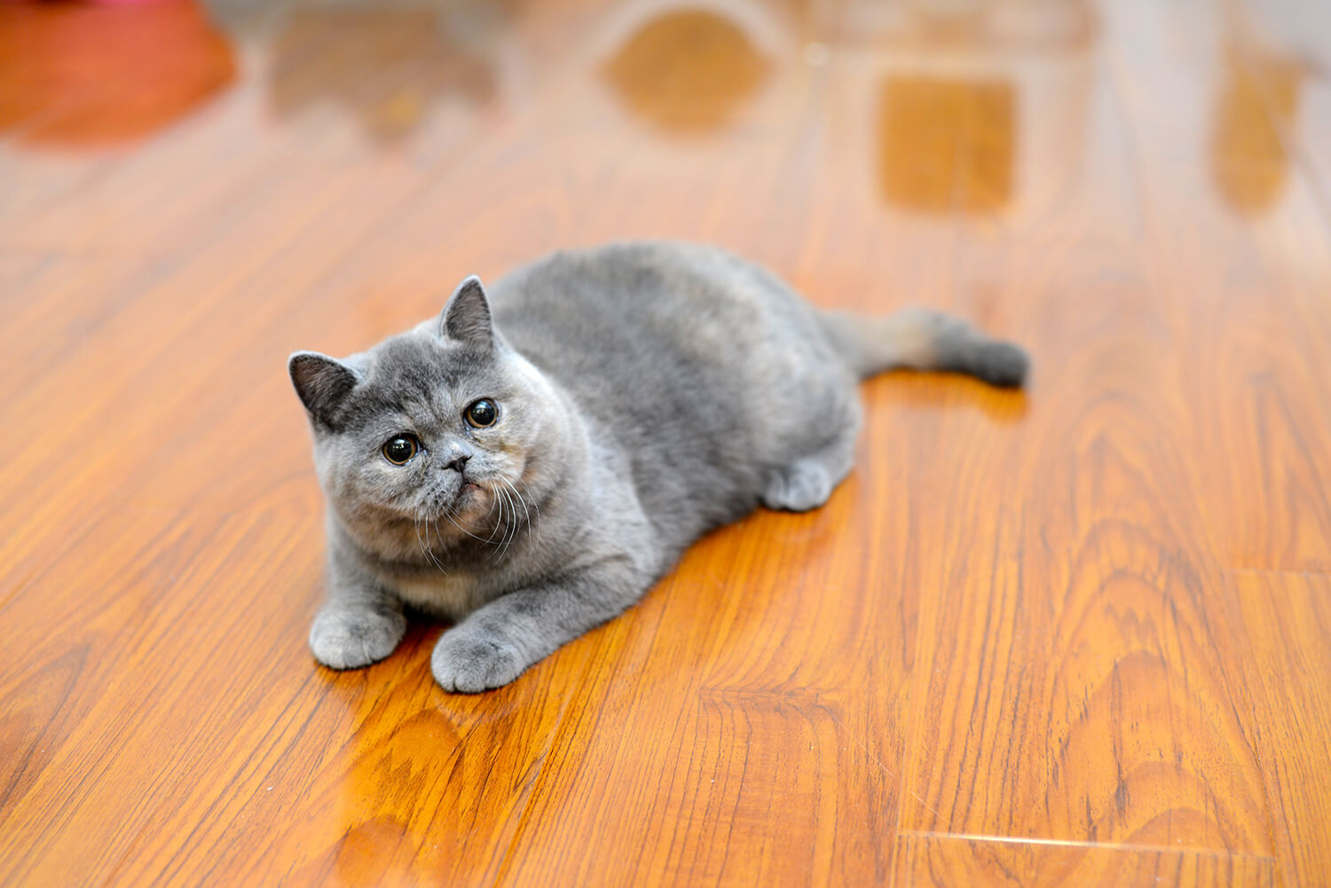 已售  CATNEED 辣椒