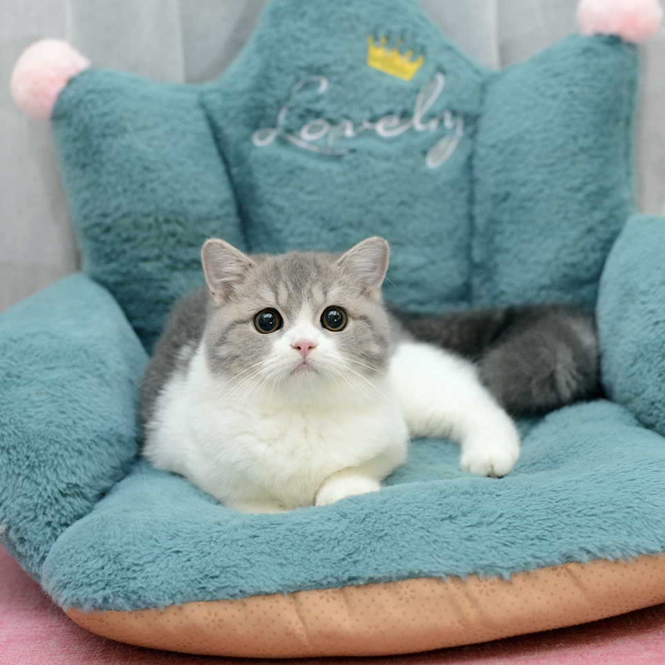 已售 CATNEED Robin
