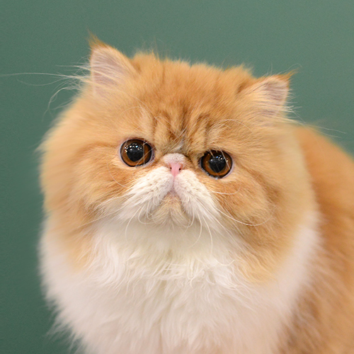 (已售）CATNEED BINGSO