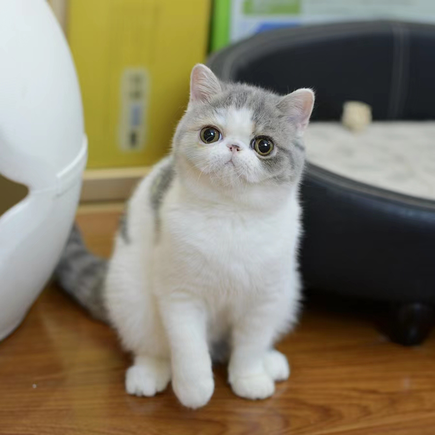 （已售日本）  CATNEED  椰果