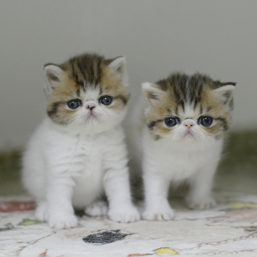 可选加菲和波斯小猫